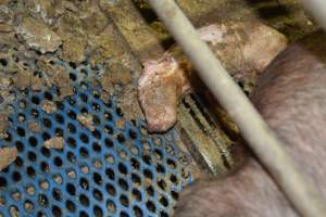 Farrowing crates at Yelmah Piggery SA - Australian pig farming - Captured at Yelmah Piggery, Magdala SA Australia.