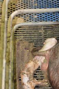 Farrowing crates at Yelmah Piggery SA - Australian pig farming - Captured at Yelmah Piggery, Magdala SA Australia.