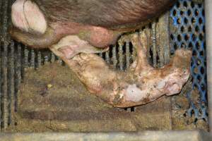 Farrowing crates at Yelmah Piggery SA - Australian pig farming - Captured at Yelmah Piggery, Magdala SA Australia.