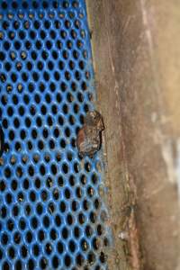 Rotting piglet's head - Australian pig farming - Captured at Yelmah Piggery, Magdala SA Australia.