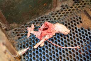 Half-eaten piglet - Australian pig farming - Captured at Yelmah Piggery, Magdala SA Australia.