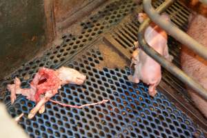 Half-eaten piglet - Australian pig farming - Captured at Yelmah Piggery, Magdala SA Australia.