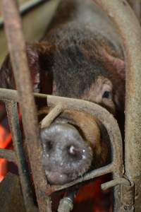 Farrowing crates at Yelmah Piggery SA - Australian pig farming - Captured at Yelmah Piggery, Magdala SA Australia.