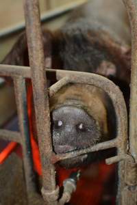 Farrowing crates at Yelmah Piggery SA - Australian pig farming - Captured at Yelmah Piggery, Magdala SA Australia.