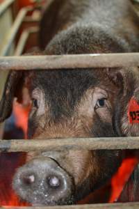 Farrowing crates at Yelmah Piggery SA - Australian pig farming - Captured at Yelmah Piggery, Magdala SA Australia.