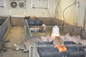 Cats in weaner pens - Australian pig farming - Captured at Yelmah Piggery, Magdala SA Australia.
