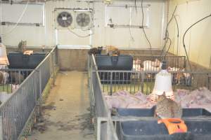 Cats in weaner pens - Australian pig farming - Captured at Yelmah Piggery, Magdala SA Australia.