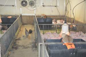 Cats in weaner pens - Australian pig farming - Captured at Yelmah Piggery, Magdala SA Australia.