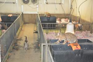 Cats in weaner pens - Australian pig farming - Captured at Yelmah Piggery, Magdala SA Australia.