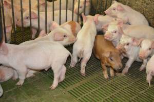 Weaner piglets - Australian pig farming - Captured at Yelmah Piggery, Magdala SA Australia.