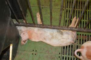 Dead weaner piglet - Australian pig farming - Captured at Yelmah Piggery, Magdala SA Australia.