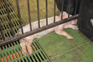 Dead weaner piglet - Australian pig farming - Captured at Yelmah Piggery, Magdala SA Australia.