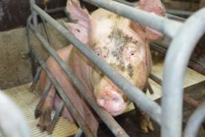 Farrowing crates at Yelmah Piggery SA - Australian pig farming - Captured at Yelmah Piggery, Magdala SA Australia.