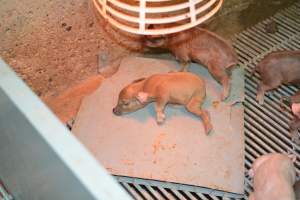 Farrowing crates at Yelmah Piggery SA - Australian pig farming - Captured at Yelmah Piggery, Magdala SA Australia.