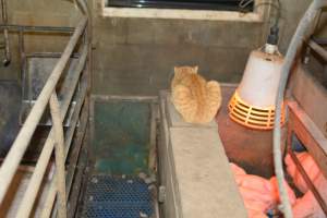 Cat in farrowing crate - Australian pig farming - Captured at Yelmah Piggery, Magdala SA Australia.