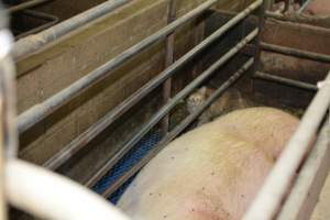 Cat in farrowing crate - Australian pig farming - Captured at Yelmah Piggery, Magdala SA Australia.