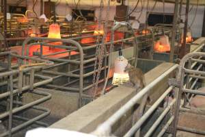 Cat in farrowing crate - Australian pig farming - Captured at Yelmah Piggery, Magdala SA Australia.