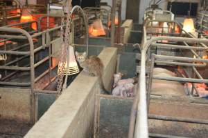 Farrowing crates at Yelmah Piggery SA - Australian pig farming - Captured at Yelmah Piggery, Magdala SA Australia.