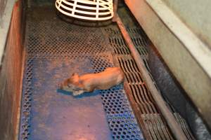 Farrowing crates at Yelmah Piggery SA - Australian pig farming - Captured at Yelmah Piggery, Magdala SA Australia.