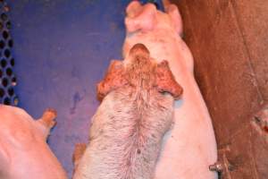 Piglet with mange - Australian pig farming - Captured at Yelmah Piggery, Magdala SA Australia.