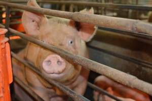 Farrowing crates at Yelmah Piggery SA - Australian pig farming - Captured at Yelmah Piggery, Magdala SA Australia.