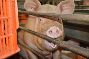 Farrowing crates at Yelmah Piggery SA - Australian pig farming - Captured at Yelmah Piggery, Magdala SA Australia.