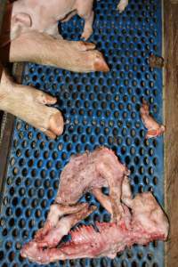 Half-eaten piglets - Australian pig farming - Captured at Yelmah Piggery, Magdala SA Australia.