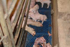 Half-eaten piglets - Australian pig farming - Captured at Yelmah Piggery, Magdala SA Australia.