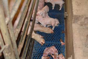 Half-eaten piglets - Australian pig farming - Captured at Yelmah Piggery, Magdala SA Australia.