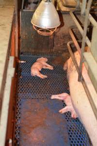 Farrowing crates at Yelmah Piggery SA - Australian pig farming - Captured at Yelmah Piggery, Magdala SA Australia.