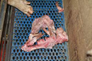 Half-eaten piglets - Australian pig farming - Captured at Yelmah Piggery, Magdala SA Australia.