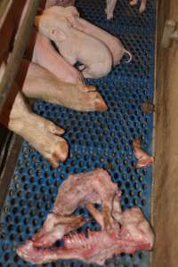 Half-eaten piglets - Australian pig farming - Captured at Yelmah Piggery, Magdala SA Australia.