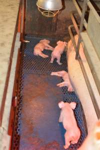 Farrowing crates at Yelmah Piggery SA - Australian pig farming - Captured at Yelmah Piggery, Magdala SA Australia.