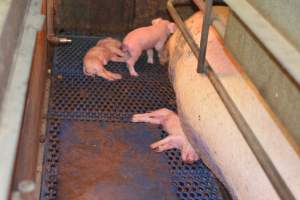 Farrowing crates at Yelmah Piggery SA - Australian pig farming - Captured at Yelmah Piggery, Magdala SA Australia.