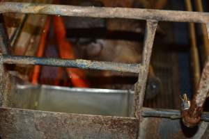 Water dripping into feed tray - Australian pig farming - Captured at Yelmah Piggery, Magdala SA Australia.