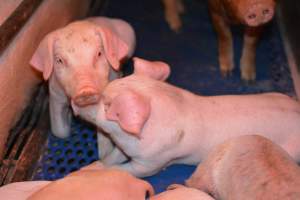 Farrowing crates at Yelmah Piggery SA - Australian pig farming - Captured at Yelmah Piggery, Magdala SA Australia.