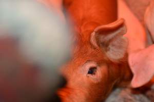 Farrowing crates at Yelmah Piggery SA - Australian pig farming - Captured at Yelmah Piggery, Magdala SA Australia.