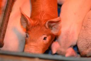 Farrowing crates at Yelmah Piggery SA - Australian pig farming - Captured at Yelmah Piggery, Magdala SA Australia.