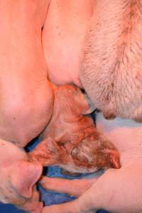 Piglets with mange - Australian pig farming - Captured at Yelmah Piggery, Magdala SA Australia.