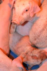 Piglets with mange - Australian pig farming - Captured at Yelmah Piggery, Magdala SA Australia.