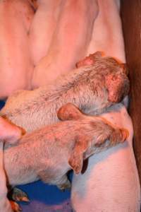 Piglets with mange - Australian pig farming - Captured at Yelmah Piggery, Magdala SA Australia.