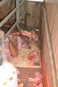 Farrowing crates at Yelmah Piggery SA - Australian pig farming - Captured at Yelmah Piggery, Magdala SA Australia.