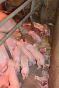 Farrowing crates at Yelmah Piggery SA - Australian pig farming - Captured at Yelmah Piggery, Magdala SA Australia.