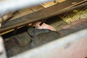 Farrowing crates at Yelmah Piggery SA - Australian pig farming - Captured at Yelmah Piggery, Magdala SA Australia.