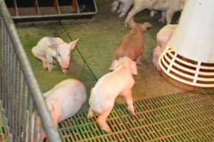 Weaner piglets - Australian pig farming - Captured at Yelmah Piggery, Magdala SA Australia.