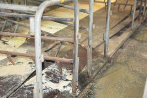 Farrowing crates at Yelmah Piggery SA - Australian pig farming - Captured at Yelmah Piggery, Magdala SA Australia.