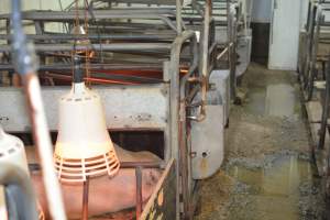 Farrowing crates at Yelmah Piggery SA - Australian pig farming - Captured at Yelmah Piggery, Magdala SA Australia.