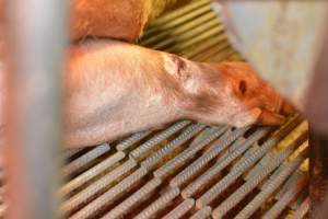 Farrowing crates at Yelmah Piggery SA - Australian pig farming - Captured at Yelmah Piggery, Magdala SA Australia.