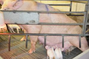 Farrowing crates at Yelmah Piggery SA - Australian pig farming - Captured at Yelmah Piggery, Magdala SA Australia.