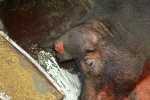 Farrowing crates at Yelmah Piggery SA - Australian pig farming - Captured at Yelmah Piggery, Magdala SA Australia.